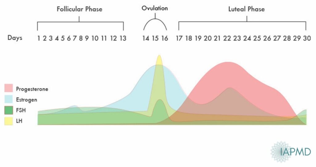 sex hormone fluctuations through the years